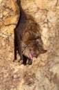 Geoffroy`s bat Myotis emarginatus